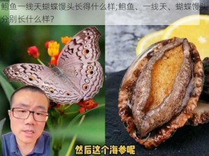 鲍鱼一线天蝴蝶馒头长得什么样;鲍鱼、一线天、蝴蝶馒头分别长什么样？