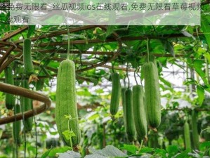 草莓视频免费无限看_丝瓜视频ios在线观看,免费无限看草莓视频、丝瓜视频 ios 在线观看