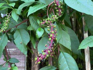 龙族传奇植物：白商陆的百科知识库全解析