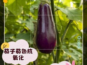 XXXX茄子茄子HD澳曼—XXXX 茄子茄子 HD 澳曼，你真的了解它吗？