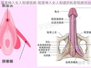 阳茎伸入女人阳道视频-阳茎伸入女人阳道的私密视频流出