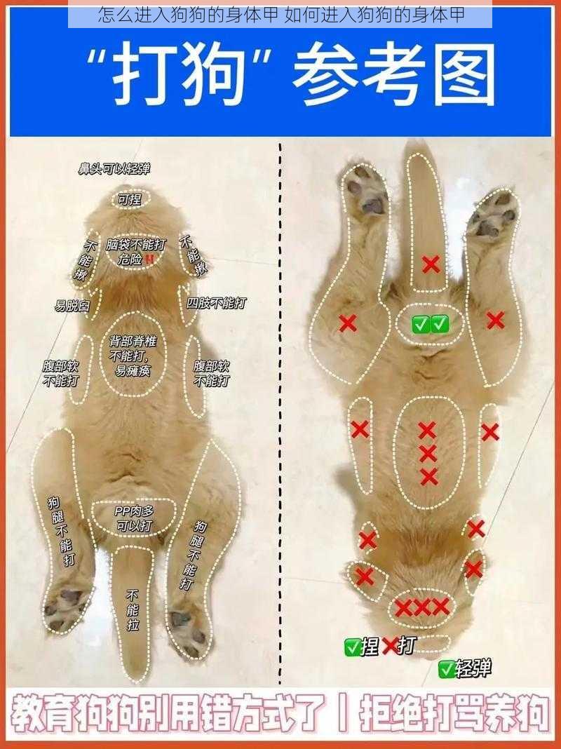 怎么进入狗狗的身体甲 如何进入狗狗的身体甲