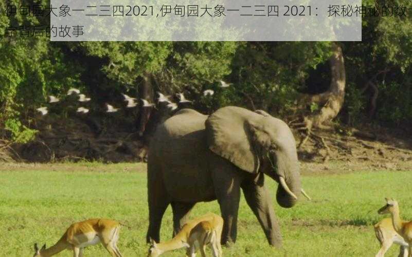 伊甸园大象一二三四2021,伊甸园大象一二三四 2021：探秘神秘的数字背后的故事