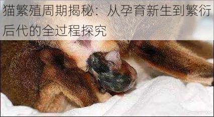 猫繁殖周期揭秘：从孕育新生到繁衍后代的全过程探究